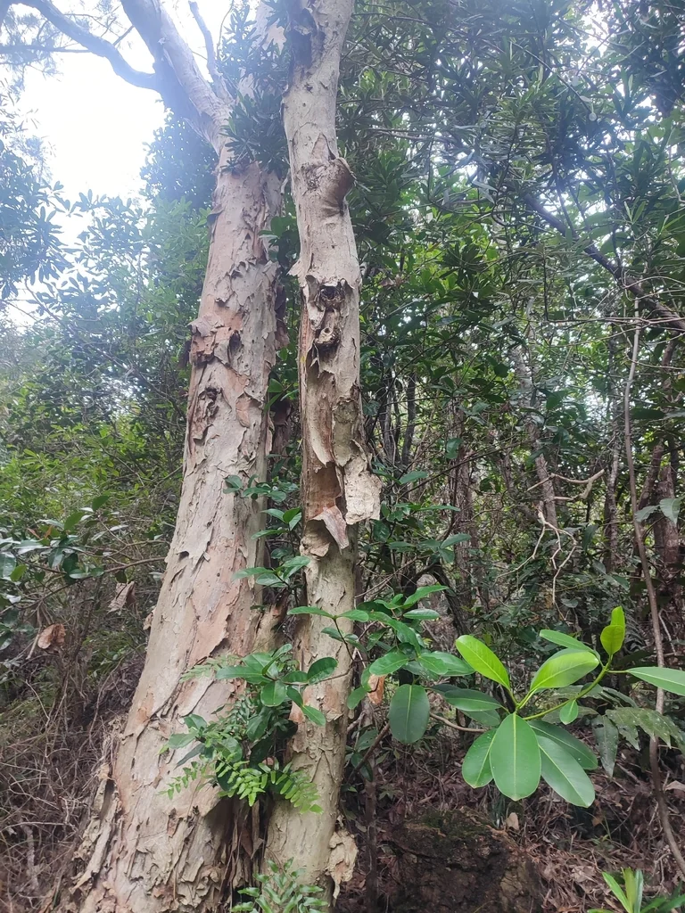 Melaleuca Quinquenervia
