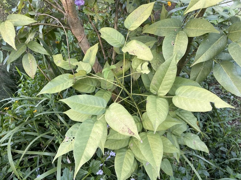 Erythrina Crista-Galli