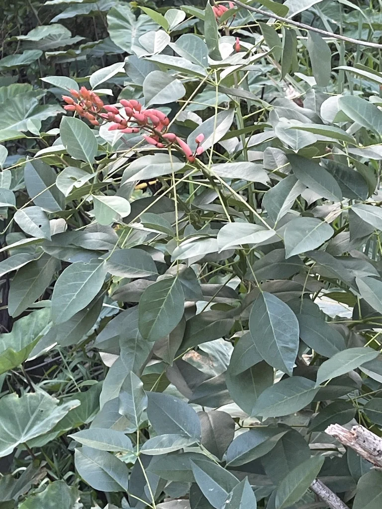 Erythrina Crista-Galli