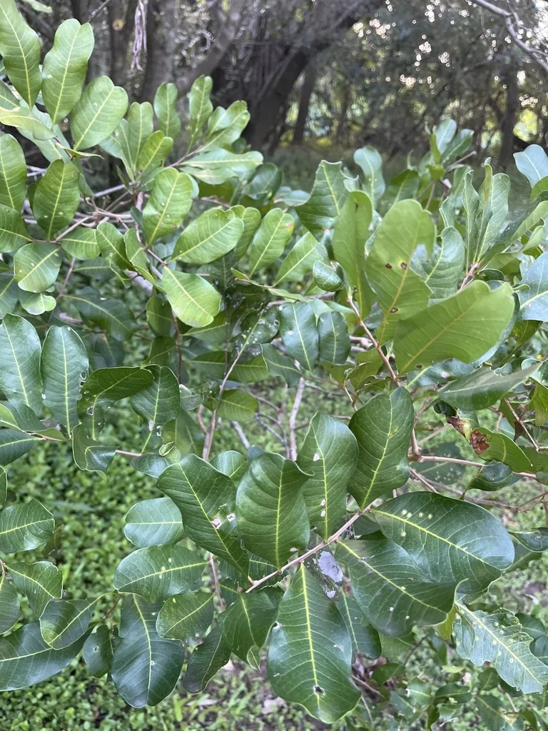 Cupaniopsis Anacardioides