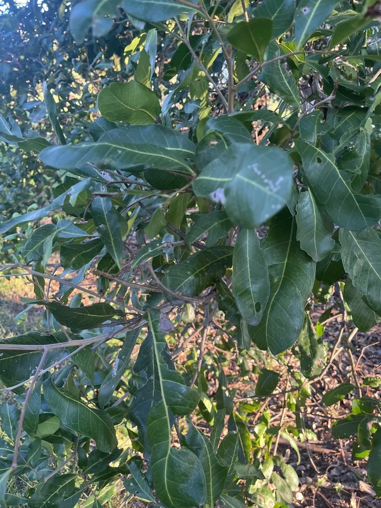 Cupaniopsis Anacardioides
