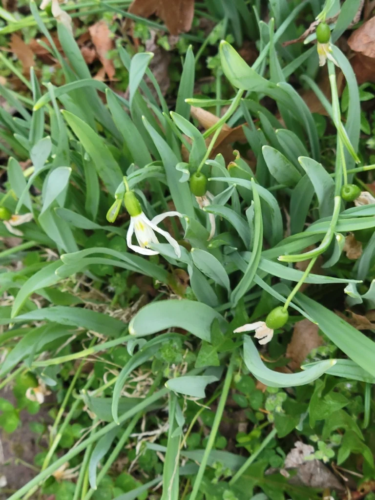 Galanthus Elwesii