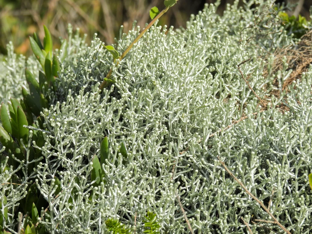 Calocephalus Brownii