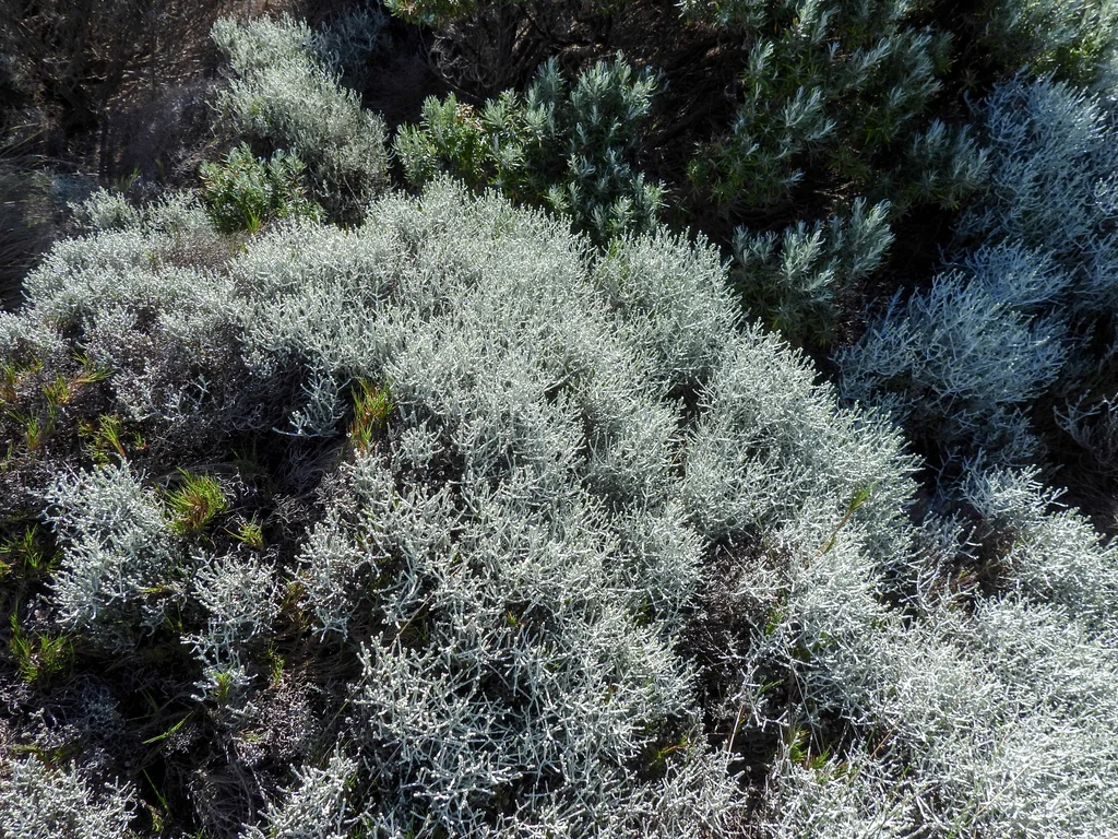 Calocephalus Brownii