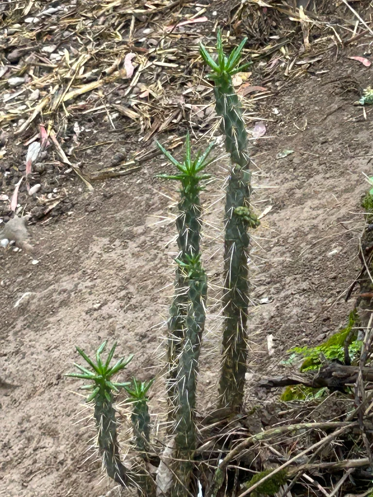 Opuntia Subulata