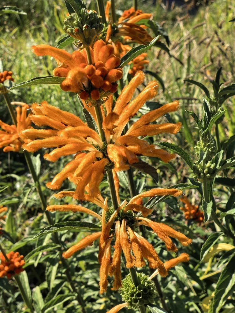 Leonotis Leonurus