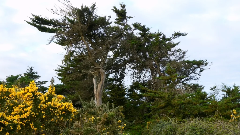 Cupressus Macrocarpa
