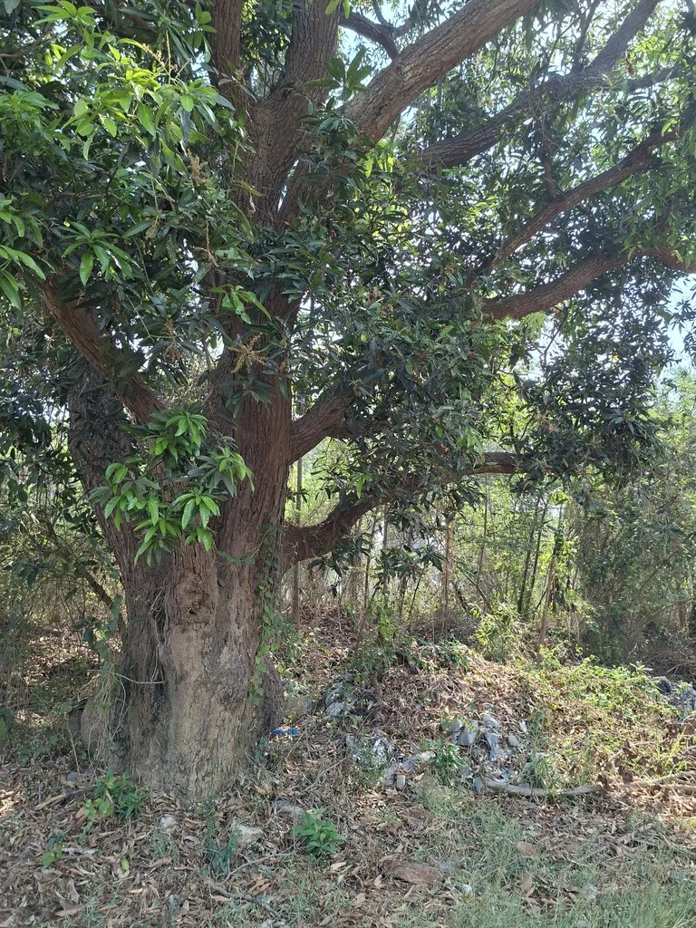 Mangifera indica