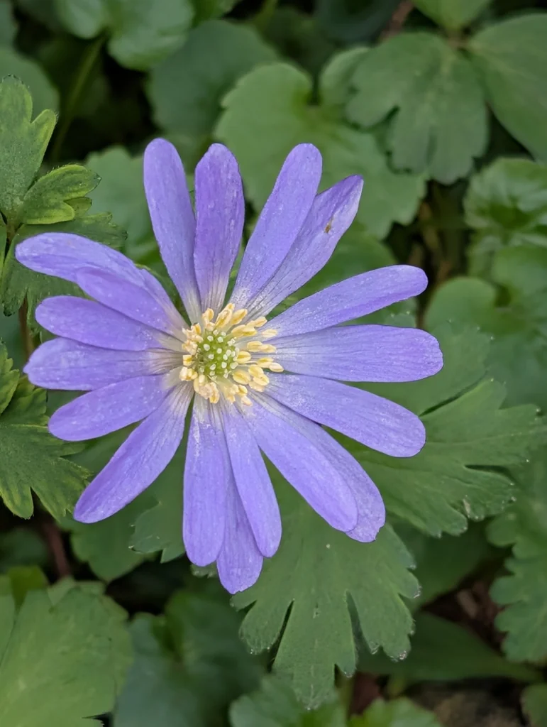 Anemone Blanda