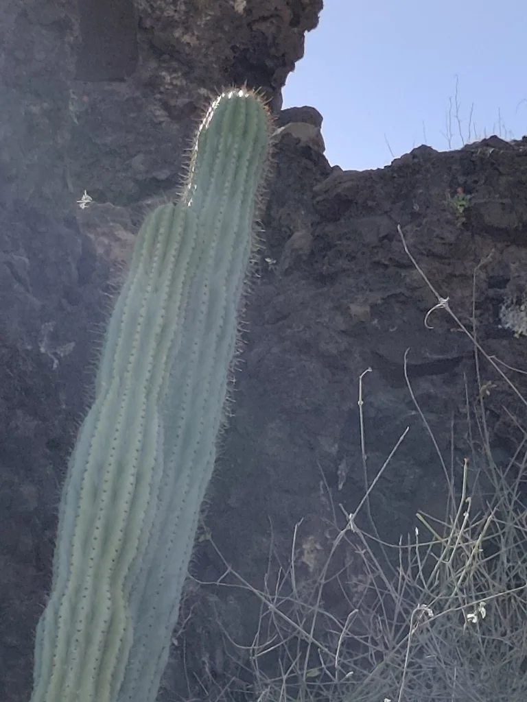 Stenocereus Thurberi