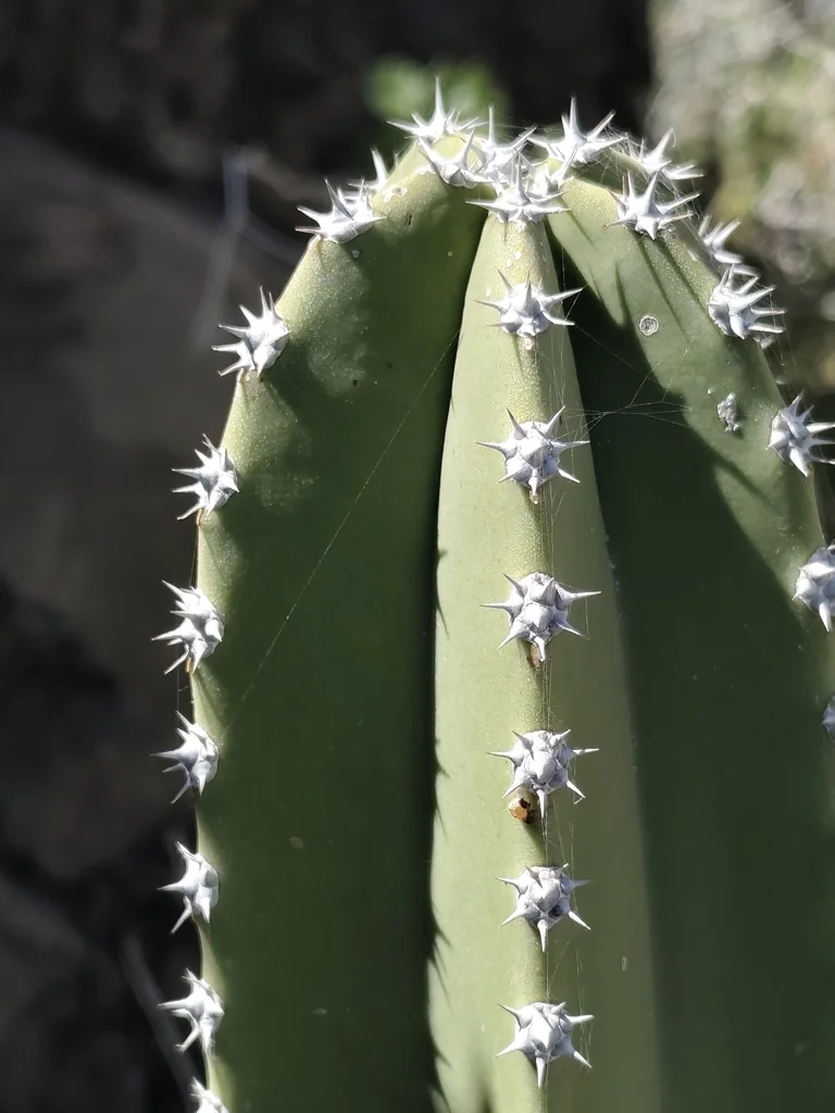 Pachycereus schottii