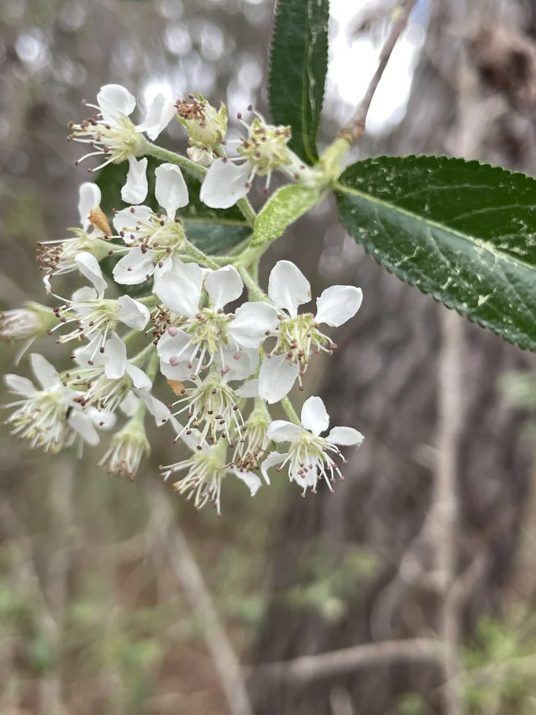 Aronia Arbutifolia