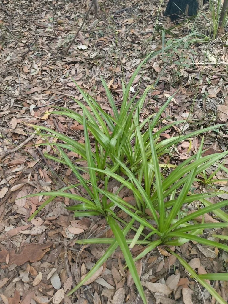 Chlorophytum comosum