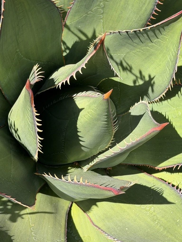 Agave Shawii