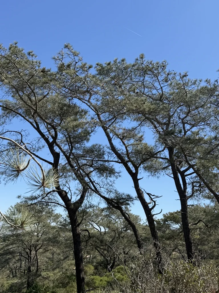 Pinus Torreyana