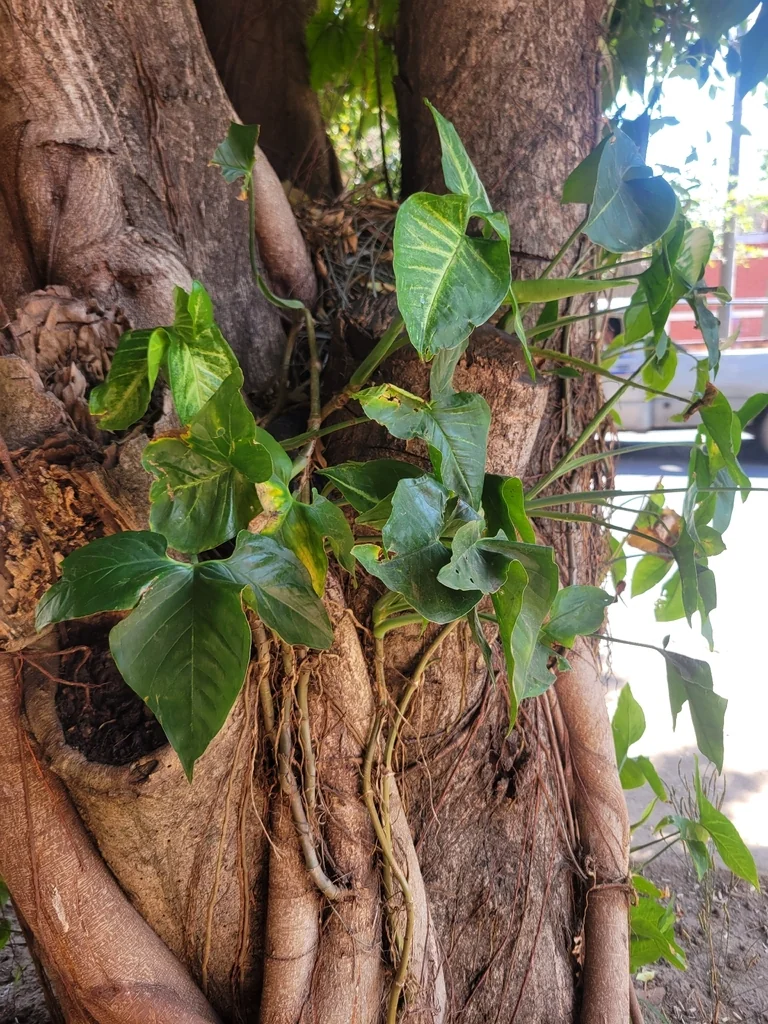 Syngonium podophyllum