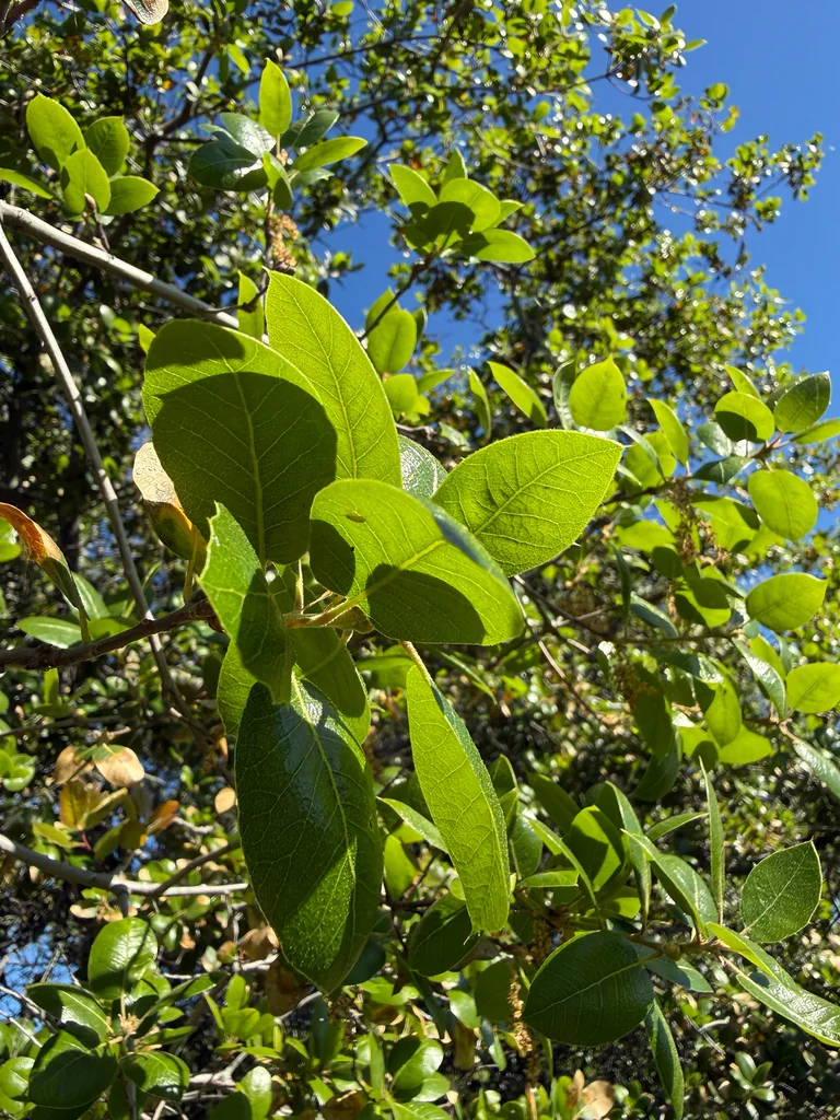 Quercus Wislizenii