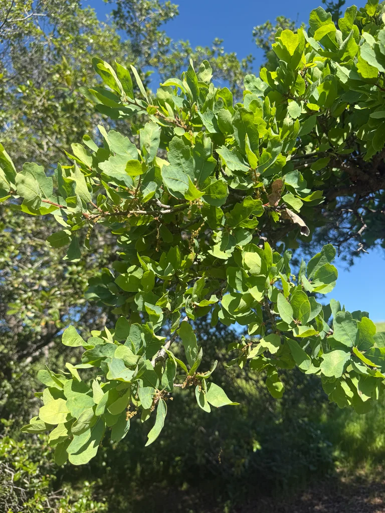 Quercus Douglasii