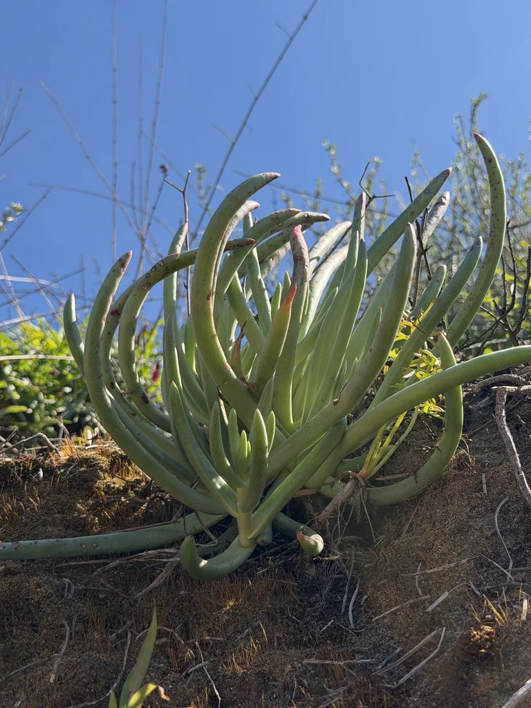 Dudleya Edulis