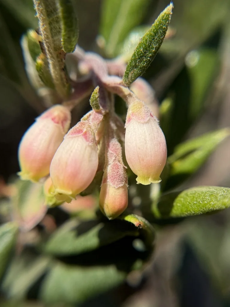 Xylococcus bicolor