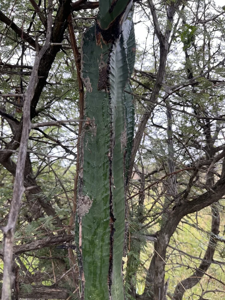 Euphorbia Ingens