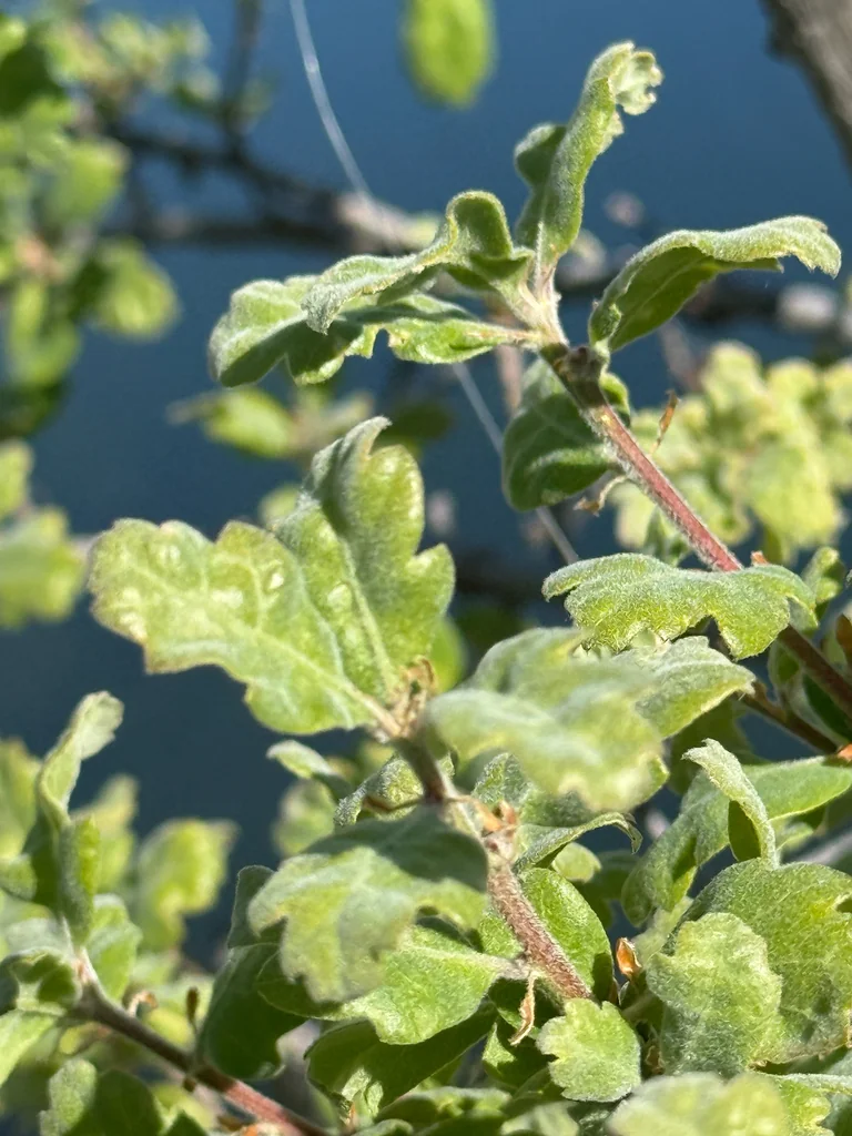 Quercus Douglasii