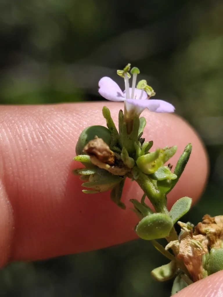 Lycium Brevipes