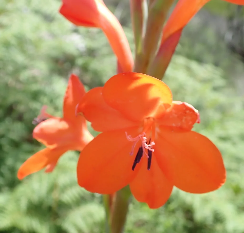 Watsonia Pillansii