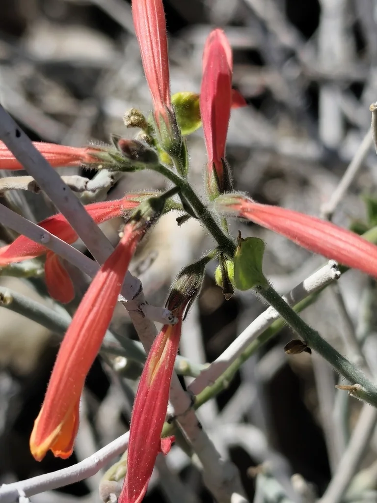 Justicia Californica