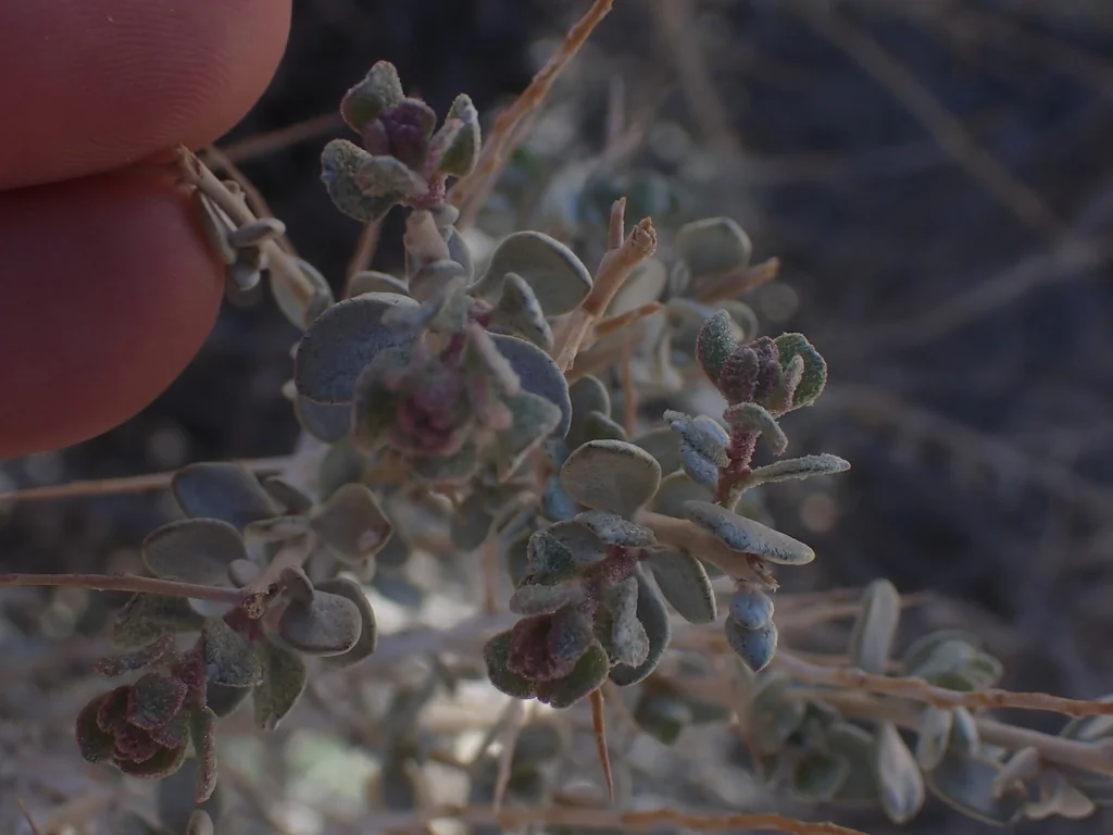Atriplex Confertifolia