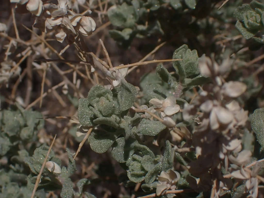 Atriplex Confertifolia