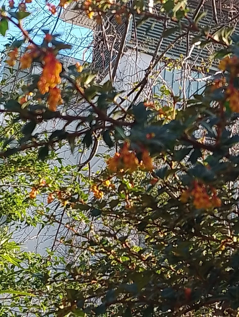 Berberis Darwinii