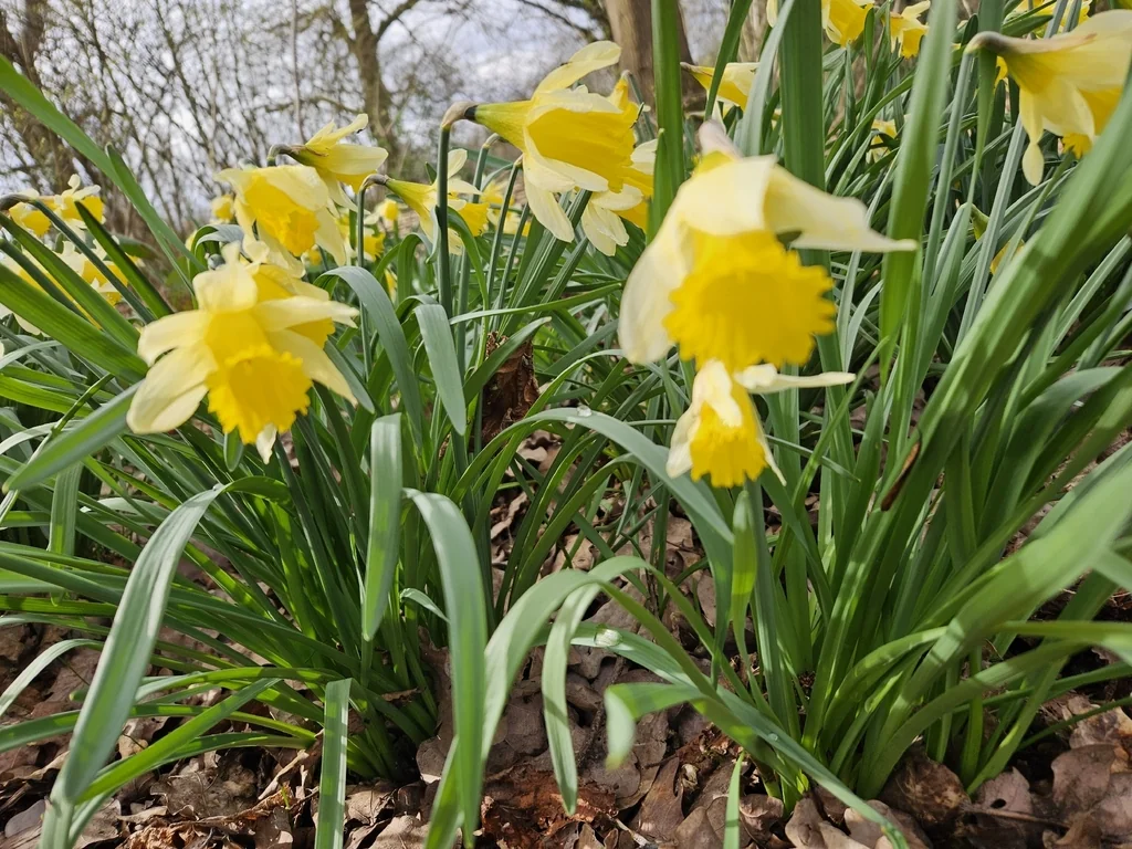 Narcissus Pseudonarcissus