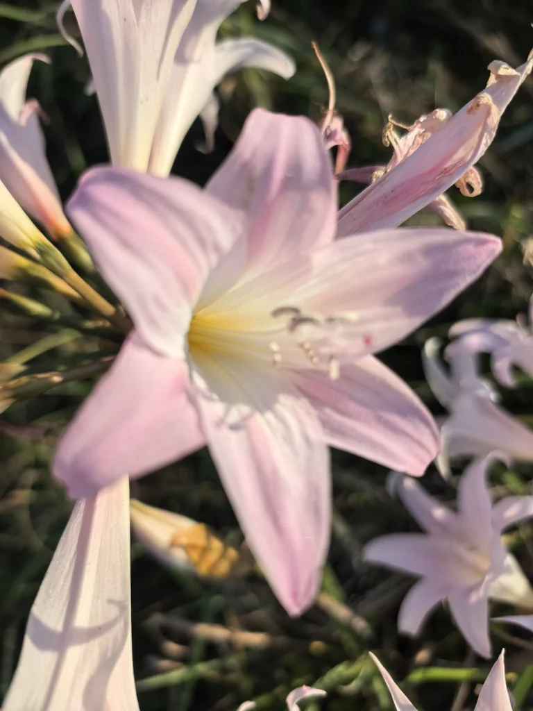Amaryllis Belladonna
