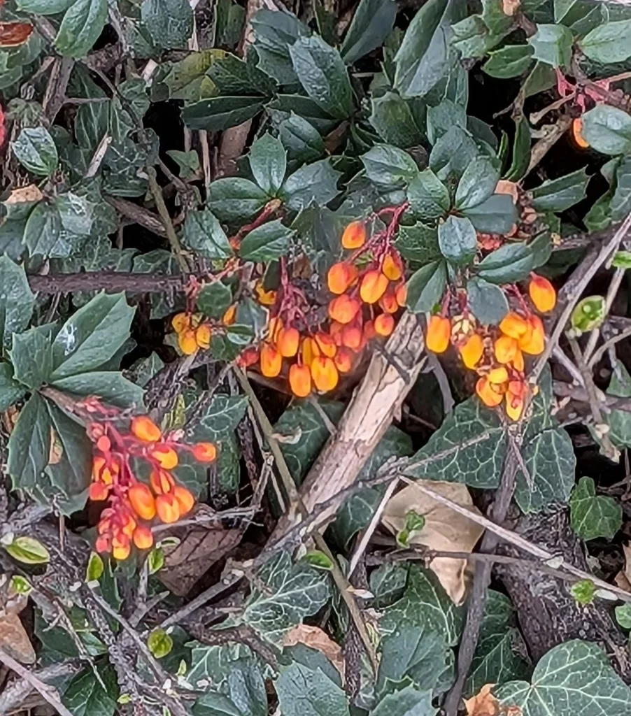 Berberis Darwinii