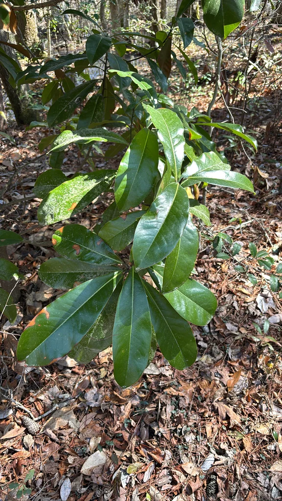 Magnolia Grandiflora