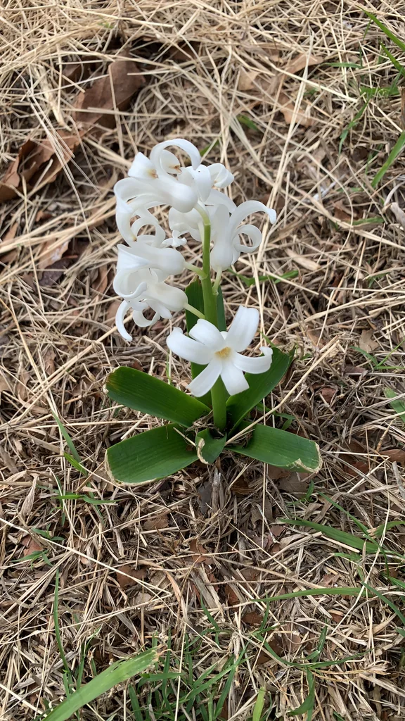 Hyacinthus Orientalis