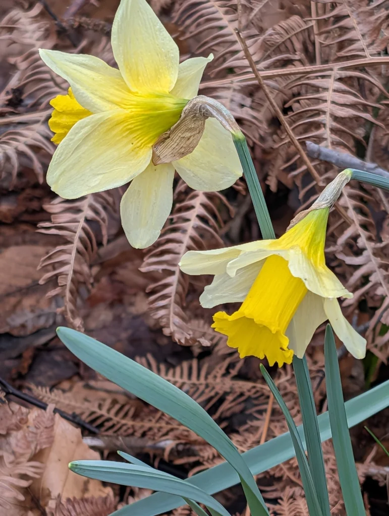Narcissus Pseudonarcissus