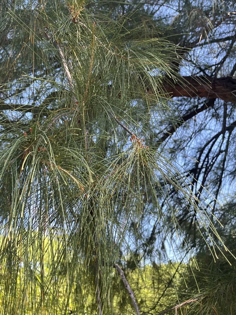 Casuarina Equisetifolia