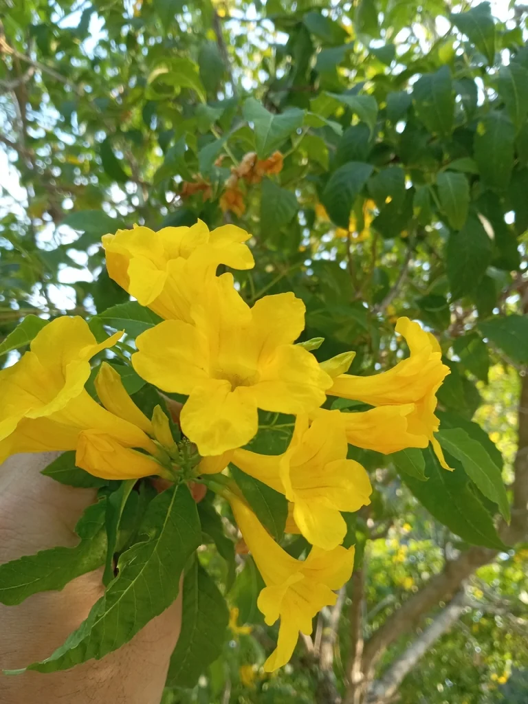 Tecoma Stans