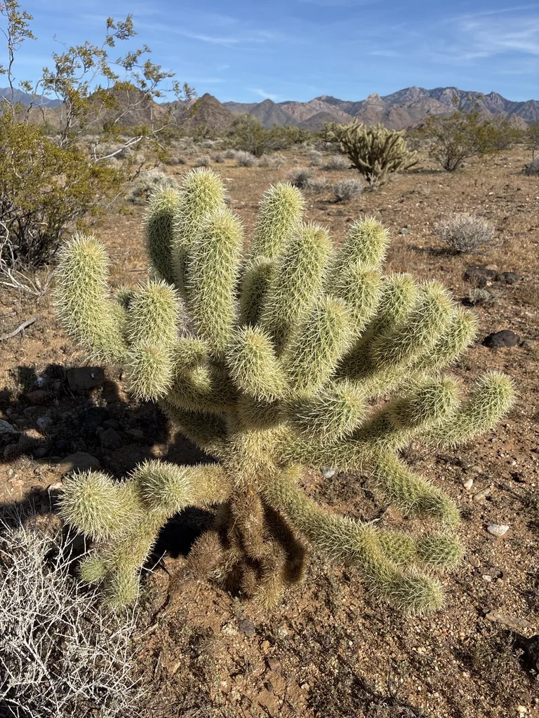 Cylindropuntia Bigelovii