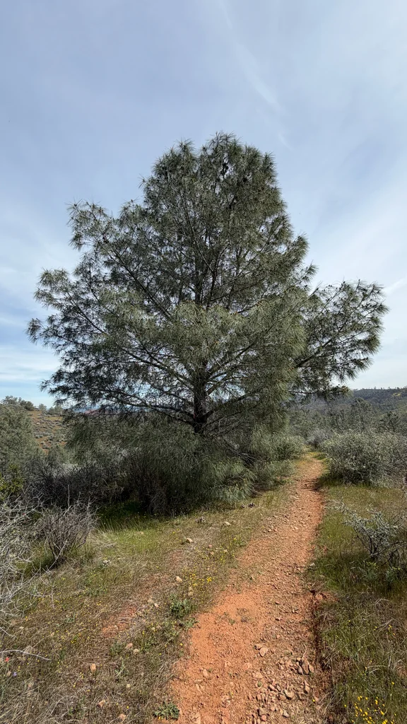Pinus Sabiniana