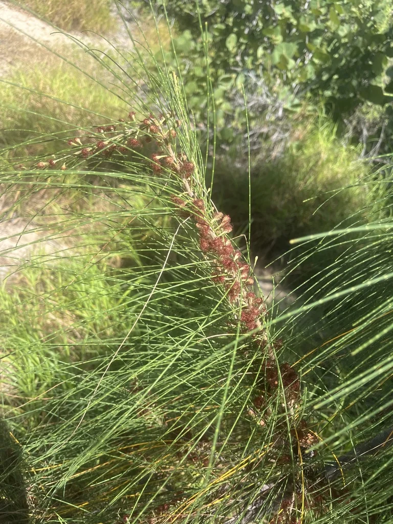 Casuarina Equisetifolia