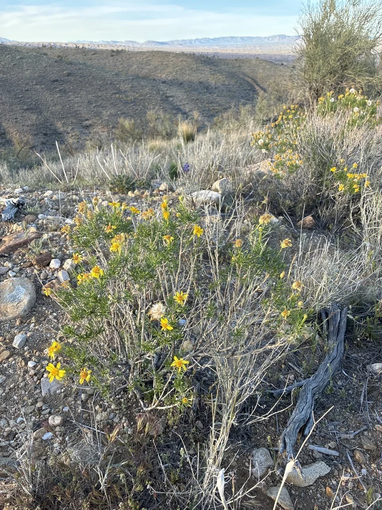 Ericameria Linearifolia