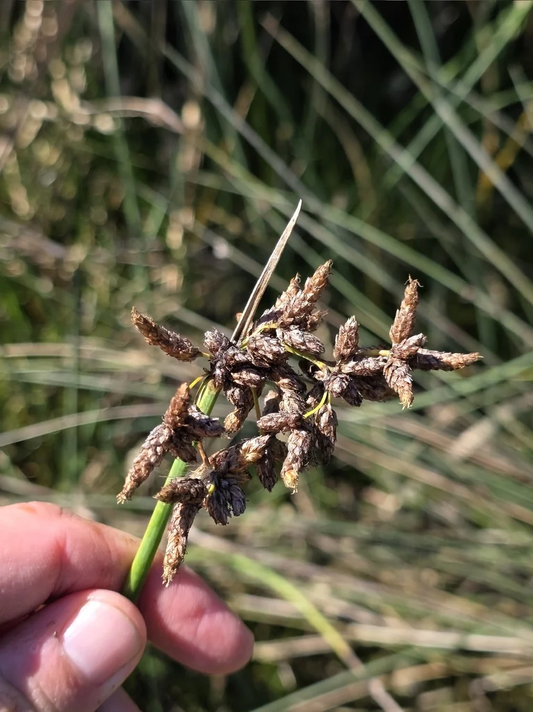 Scirpus Tabernaemontani