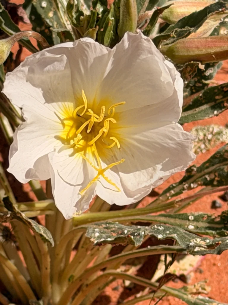 Oenothera Deltoides