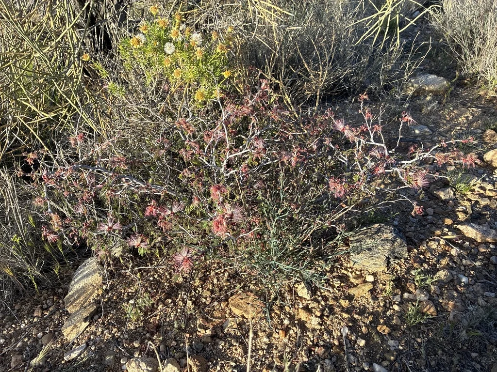 Calliandra Eriophylla