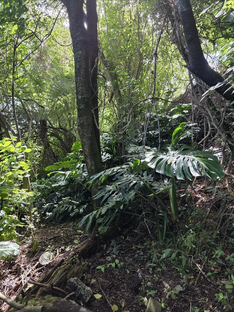 Monstera deliciosa