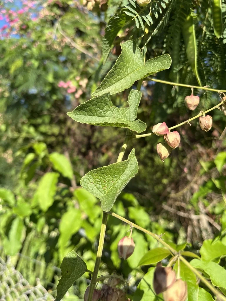 Antigonon Leptopus
