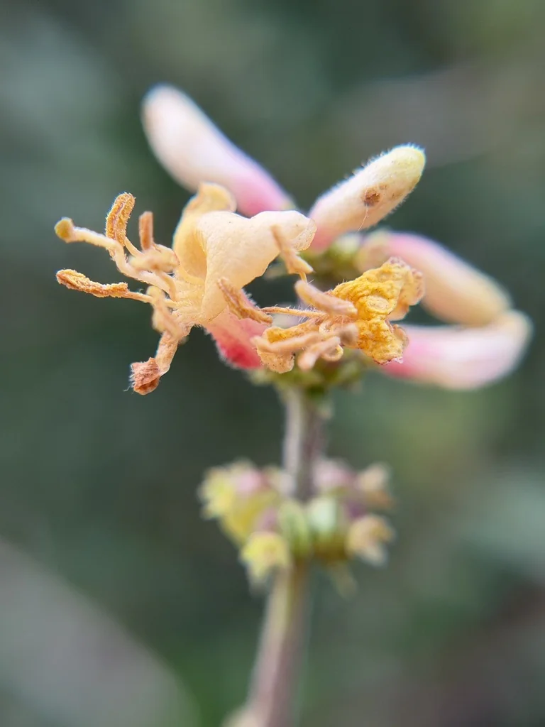 Lonicera Subspicata